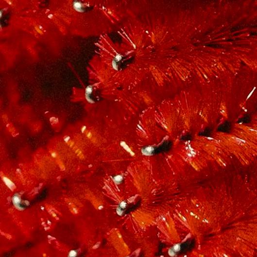 Holiday Cluster Set Duo